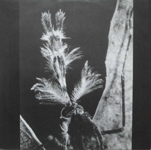Stan Ridgway - Mosquitos