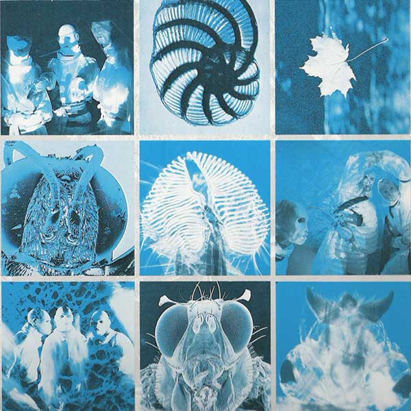 Startled Insects - Curse Of The Pheromones