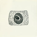 Coil - Porto
